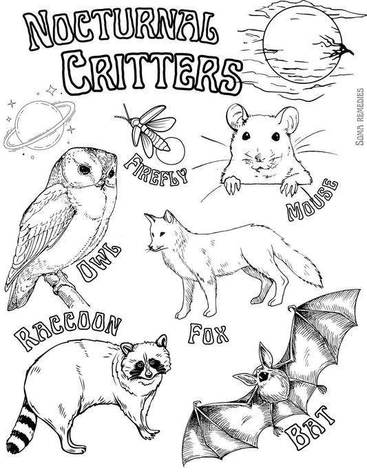 Nocturnal Critters Coloring Page